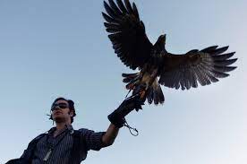 These birds are considered as pests for a number of reasons: Pest Control In The Sky Courtesy Of A Raptor The New York Times