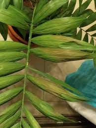 The parlour palm, or parlor palm in america, or by its latin name of neanthe bella is one of the most sought after indoor palms around today. Parlor Palm Leaves Turning Brown Gardening Landscaping Stack Exchange