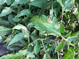We did not find results for: Early Blight Of Tomato Nc State Extension Publications