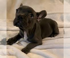 Our blue brindle frenchies are carefully bred with double dilute genes from both the mother and father, giving them their distinct. View Ad French Bulldog Puppy For Sale Near South Carolina Johns Island Usa Adn 225861
