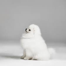 15 Small White Dog Breeds Little White Dog Breeds