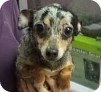 Check spelling or type a new query. St Petersburg Fl Chihuahua Meet Saki Blue Merle Chihuahua A Pet For Adoption