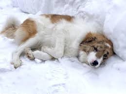 Lancaster puppies has great pyrenees mix puppies for sale. Australian Shepherd Great Pyrenees Mix Puppy Petfinder