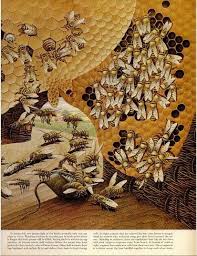 Blog Archive Remembering The Life Of The Bee Life Magazine 1952 Bee Art Bee Illustration Bee