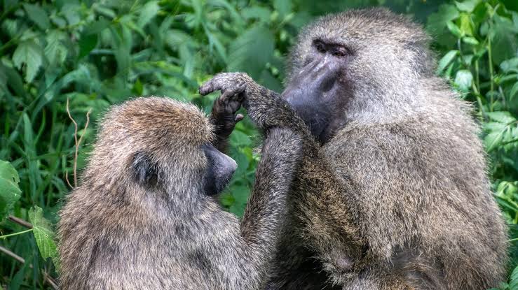 Monkeys are surprisingly good at geometry | Popular Science