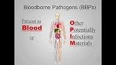 The frequency in which an employee is exposed to potential bloodborne pathogens is not the standard used to determine the need for training. Free Blood Borne Pathogens Training Per Osha Requiremens Youtube