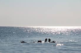 weather and tides provincetown chamber of commerce inc