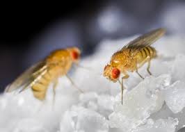 get rid of fruit flies & fruit fly