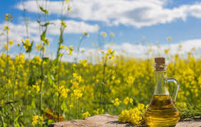 Major Ingredients Of Canola Oil And Its Extraction Process Oil Plant Canola Oil Oils