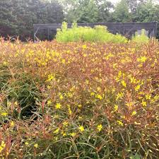 Image result for Lysimachia barbata