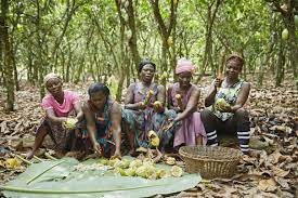 The ivory coast exports nearly half the world's cocoa. Olam Cocoa Hits 100 Traceability In Direct Cocoa Supplies This Is A Crucial Step Towards Eradicating Child Labour And Deforestation