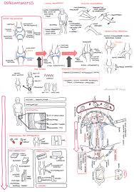 Osteoarthritis Knee Armando Hasudungan