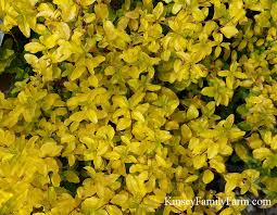 Sunshine ligustrum are not particularly heavy feeders. Small Space Privacy Hedge Shrubs Trees Ideas Kinsey Family Farm
