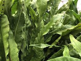 Image result for Lepisorus schraderi