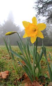 Planting Fall Bulbs Bob S Market And Greenhouses Fall Bulbs Narcissus Plant Daffodils