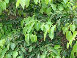 Image result for Maprounea