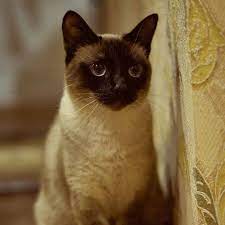 koshki siamskaya koshka krasivye koshki cats animals