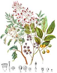 Image result for Meliaceae