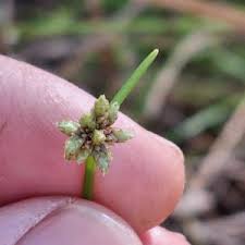 Image result for Isolepis costata