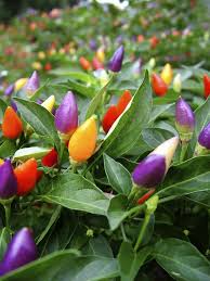 Maybe you would like to learn more about one of these? How Hot Are My Chile Peppers Plants Veggie Garden Pepper Plants