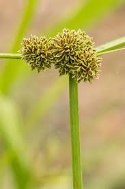 Image result for Cyperus difformis