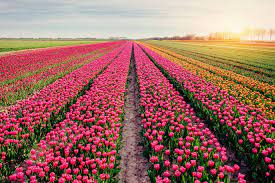 Tuttavia, i tulipani sono l'attrazione principale ma non la sola. I Tulipani In Olanda Storia E Dove Trovarli Blog Di Fiori E Notizie Fresche