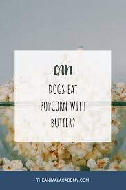 Cats can only eat corn in moderation. Can Dogs Eat Popcorn With Butter What Do Dogs Eat What Foods Are Dogs Allergic To Can Dogs Eat Dog Eating What Cats Can Eat