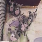 Italian Greyhound Puppies for Sale - Adoptapet