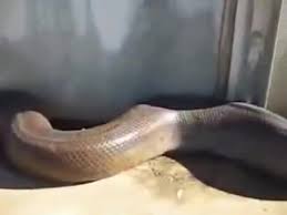 World S Largest Snake Found Dead Coub The Biggest Video Meme Platform