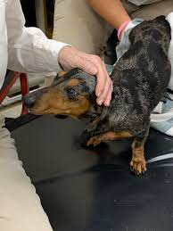 Maybe you would like to learn more about one of these? All Texas Dachshund Rescue Atdr Rescuing Dachshunds In Austin Dallas Ft Worth Houston San Antonio Beyond