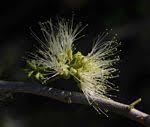Image result for Albizia anthelmintica