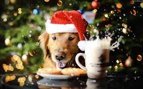 Maybe you would like to learn more about one of these? Dog Christmas Wallpapers Wallpaper Cave