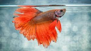 Clove oil puts them in a deep sleep, so they do not feel any pain and eventually pass away. How To Humanely Euthanize A Fish Public Health