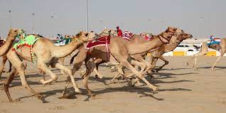 Camel racing is about the beauty in the chaos. Camel Racing Nada Zahra