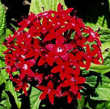 Image result for Pentas lanceolata