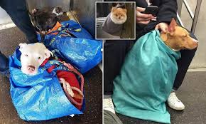 Far from being broken down, rawhide forces your dog to pass the pieces they swallow, making for a risk of bowel blockage. Bag Dogs Instagram Account Hilariously Documents Dogs In Bags On The Nyc Subway Daily Mail Online