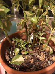 Check spelling or type a new query. My Coleus Plant S Stems Are Turning Brown What Could The Reason Be And Can I Save It It S Currently In A Sw Facing Window Th Coleus Plants Plants Plant Stem