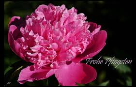 7 Pfingsten Ideen Pfingsten Pfingsten Bilder Grusse Zu Pfingsten