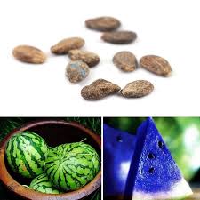 Graine Semence 10 Pcs Rare Pasteque Graines De Melon D Eau Pour Plantation A Domicile Blue Achat Vente Graine Semence 10 Pcs Rare Pasteque Graines Cdiscount
