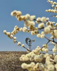 Image result for Phaeoptilum spinosum