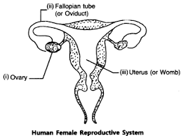 Jun 06, 2016 · they create curiosity for many, and for others, they draw upon raw emotions. Draw A Diagram Of A Human Female Reproductive System And Label The Part I That Produces Egg Sarthaks Econnect Largest Online Education Community