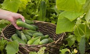 сад огород своими руками огурцы от а до я Kak Vyrastit Vkusnye Ogurcy Raskryvaem Sekrety Opytnyh Ogorodnikov V 2020 G Gidroponnoe Sadovodstvo Gidroponika Ogorod