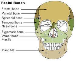 It consists of 14 bones, which fuse to house the orbits of the eyes, the nasal and oral cavities, and the sinuses. Seer Training Axial Skeleton 80 Bones