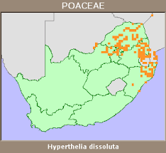 Image result for Hyperthelia dissoluta