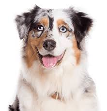 Puppyarea.com has been visited by 100k+ users in the past month Australian Shepherd Puppies For Sale Adoptapet Com
