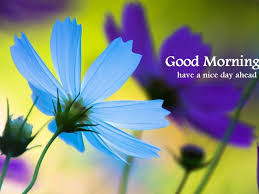 Good Morning Blue Flower Wg16153 Blue Flower Wallpaper Flower Iphone Wallpaper Purple Flowers Wallpaper
