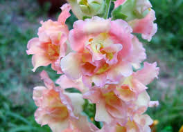 посадка цветов на рассаду в марте по лунному календарю 6 Effektnyh Letnikov Kotorye Ya Sovetuyu Poseyat V Marte Nebolshie Cvetniki Vyrashivanie Cvetov Lvinyj Zev