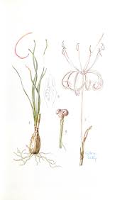 Image result for Crinum subcernuum