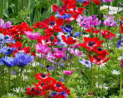 Anemones All About Anemone Bulbs Farmer Gracy S Blog
