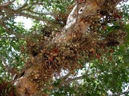 Image result for Ficus sycomorus